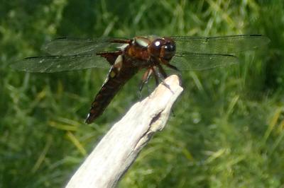 Libellula depressa