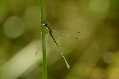 Lestes virens virens