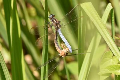 Orthetrum coerulescens coerulescens