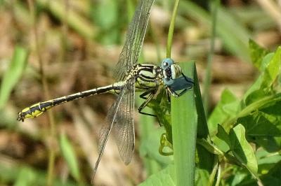 Gomphus simillimus