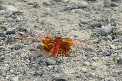 Trithemis kirbyi