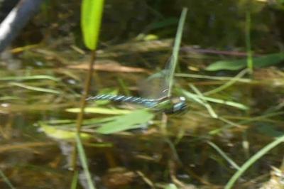 Brachytron pratense