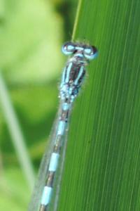 Coenagrion pulchellum