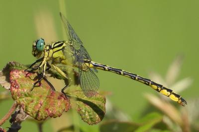 Stylurus flavipes