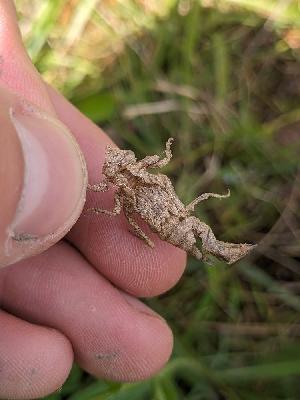 Gomphus pulchellus