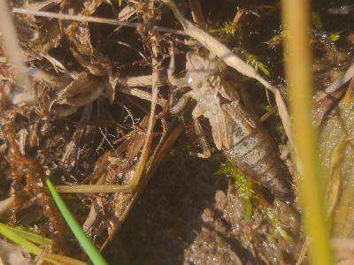 Gomphus pulchellus