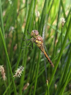 Sympetrum striolatum