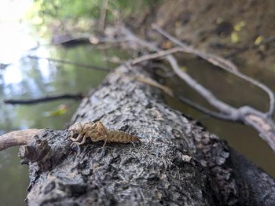 Stylurus flavipes