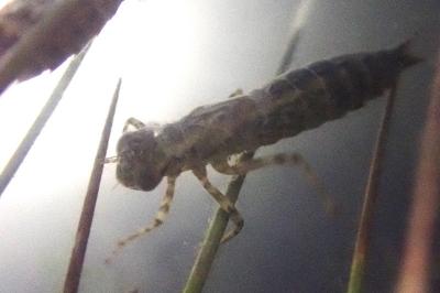 Aeshna cyanea
