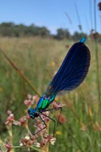 Calopteryx virgo meridionalis