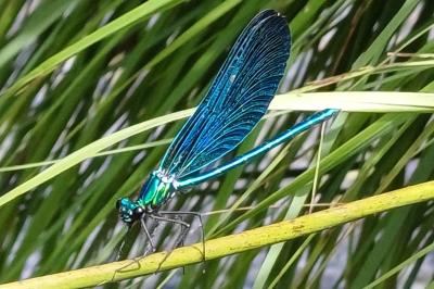 Calopteryx virgo meridionalis