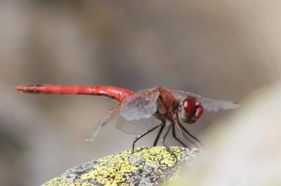 Sympetrum fonscolombii