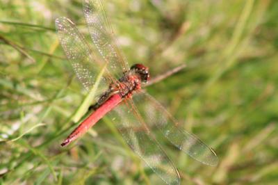 Sympetrum flaveolum