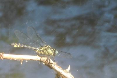 Gomphus vulgatissimus