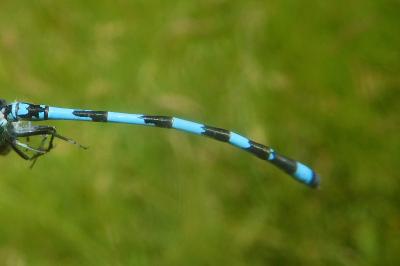 Coenagrion mercuriale