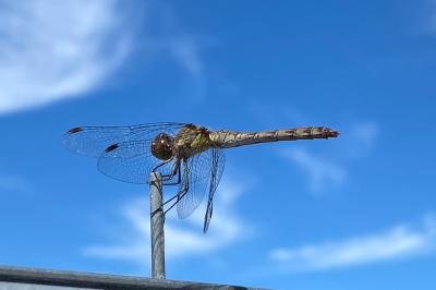 Sympetrum striolatum