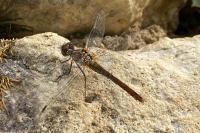 Sympetrum sanguineum