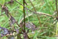 Lestes virens