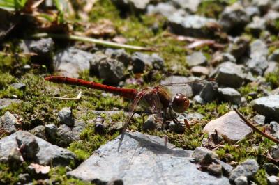 Sympetrum striolatum