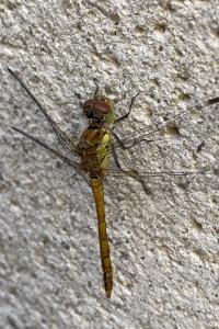 Sympetrum striolatum