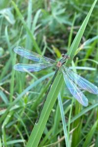 Chalcolestes viridis