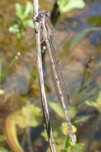 Sympecma fusca