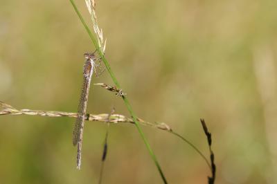 Sympecma fusca