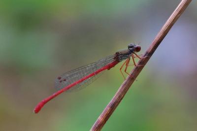 Ceriagrion tenellum