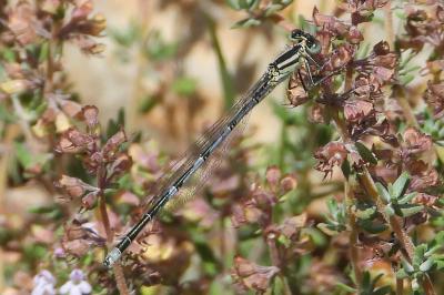 Erythromma lindenii