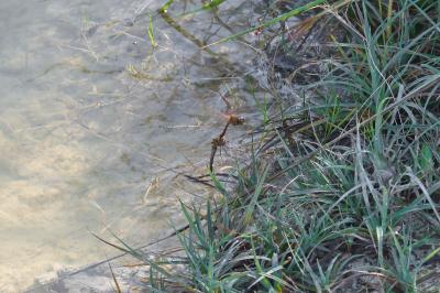 Sympetrum striolatum