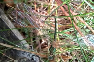 Chalcolestes viridis