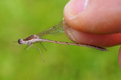 Sympecma fusca