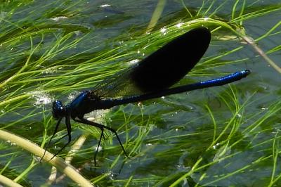 Calopteryx xanthostoma