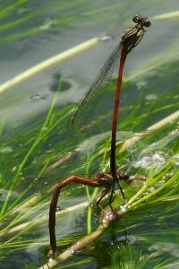 Platycnemis acutipennis