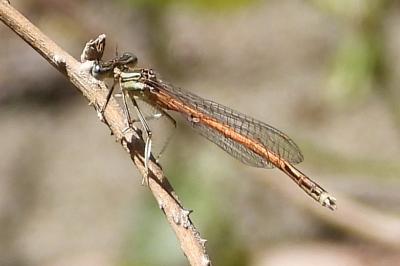 Platycnemis acutipennis