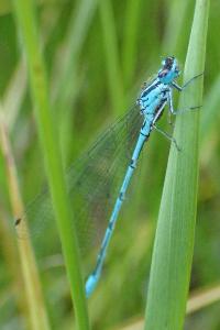 Coenagrion puella