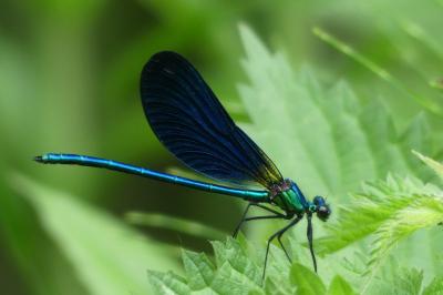 Calopteryx virgo meridionalis