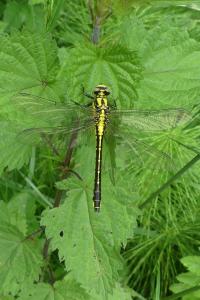 Gomphus vulgatissimus