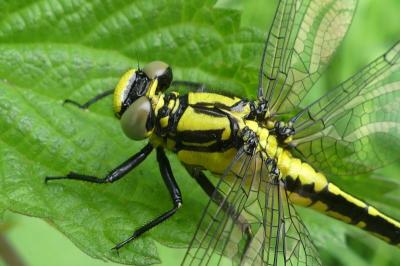 Gomphus vulgatissimus
