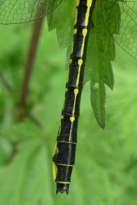 Gomphus vulgatissimus