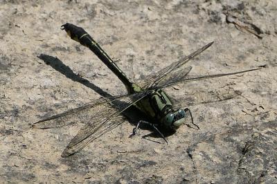 Gomphus vulgatissimus