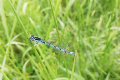 Coenagrion mercuriale