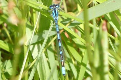 Enallagma cyathigerum