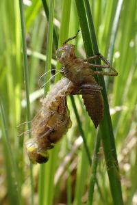 Libellula quadrimaculata