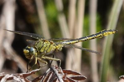 Gomphus pulchellus