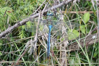 Anax imperator