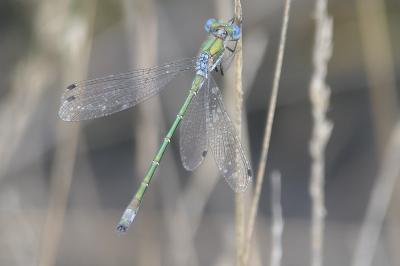 Lestes dryas