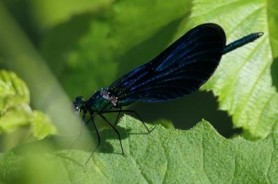 Calopteryx virgo meridionalis
