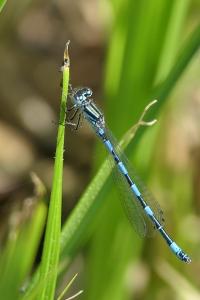 Coenagrion mercuriale
