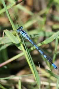 Enallagma cyathigerum